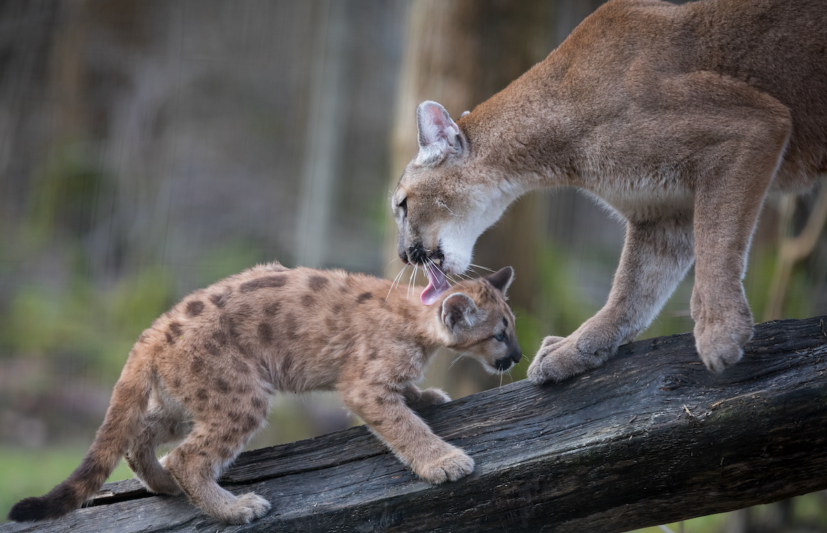 catsarenttrophies.org