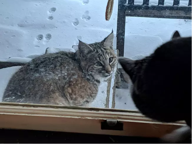 Colorado Bobcat in the snow meets housecat at the window