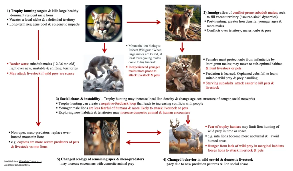 How mountain lion trophy hunting increases risks of human-lion conflicts