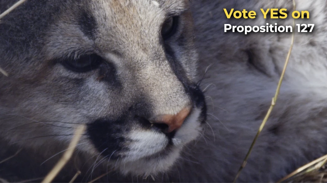 Yes on Prop 127 – Orphaning Kittens