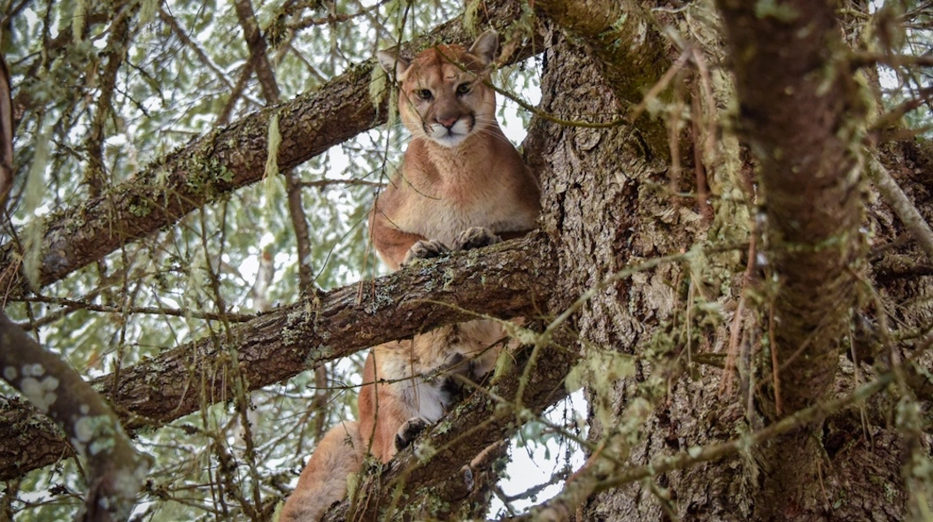 mountain lion in tree-shutterstock